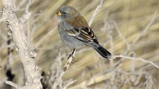 Band-tailed Seedeater - ML200940771