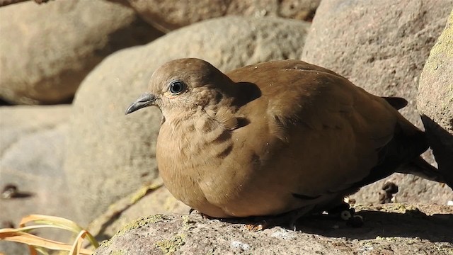  - Black-winged Ground Dove