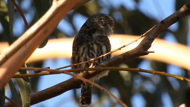 Peruvian Pygmy-Owl - ML200941111