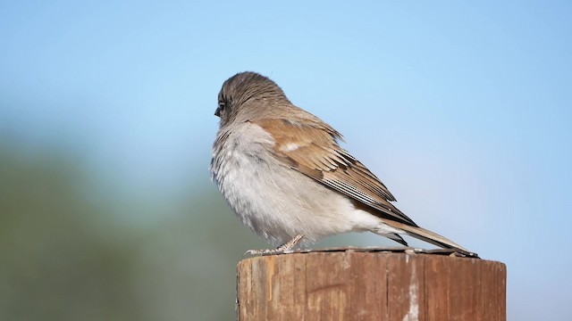 Southern Gray-headed Sparrow - ML200941521