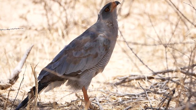  - Pale Chanting-Goshawk