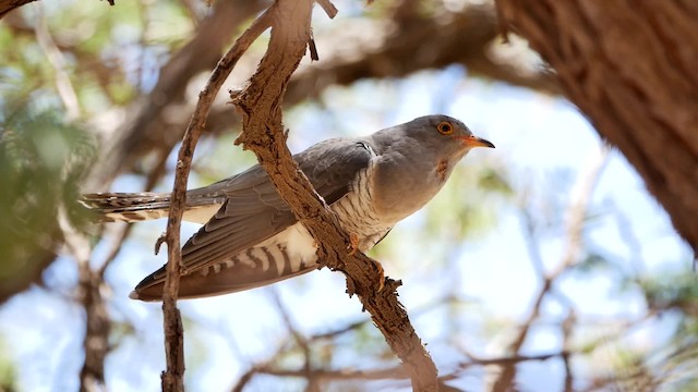 African Cuckoo - ML200941621