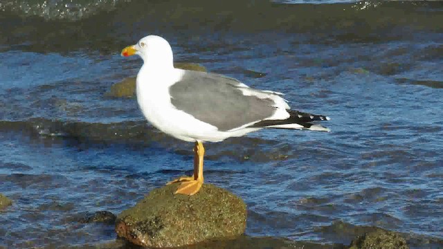 Yellow-footed Gull - ML200941831