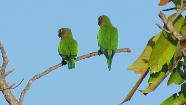 Brown-throated Parakeet - ML200941921