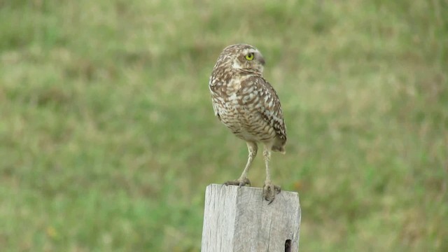 Burrowing Owl - ML200941931