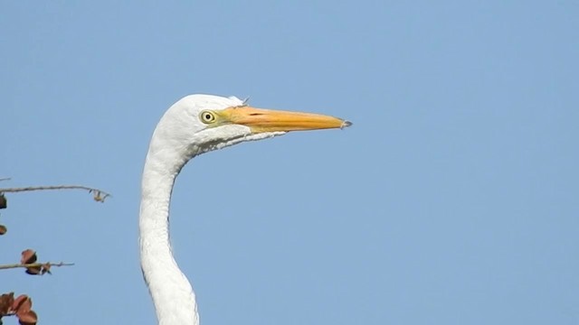 Great Egret (American) - ML200942321
