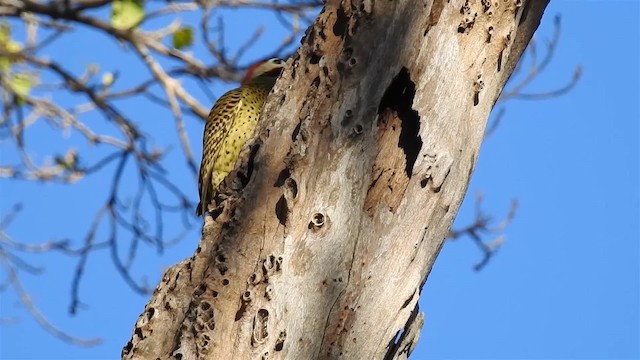 Green-barred Woodpecker (Green-barred) - ML200942401