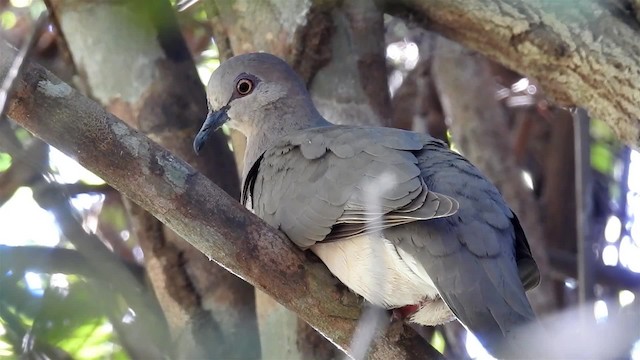 Gray-fronted Dove - ML200942481