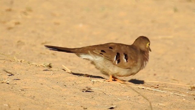 Long-tailed Ground Dove - ML200942641