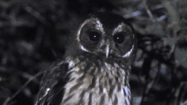 Mottled Owl (Amazonian) - ML200942711