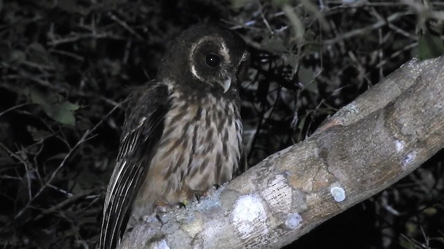Mottled Owl (Amazonian) - ML200942721
