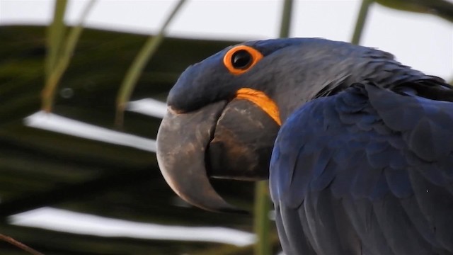 Hyacinth Macaw - ML200942781