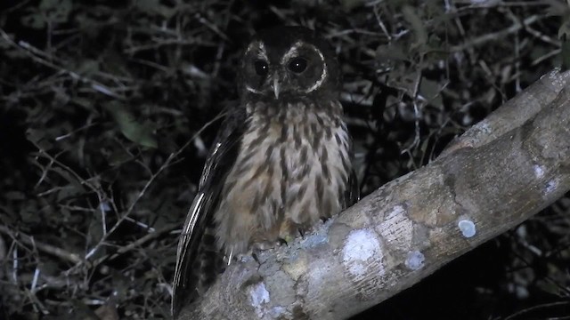 Mottled Owl (Amazonian) - ML200942791