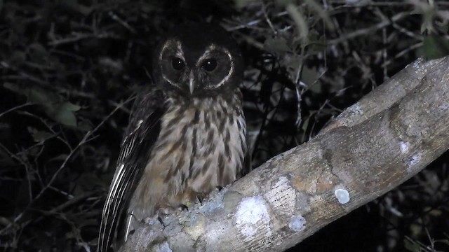 Mottled Owl (Amazonian) - ML200942801