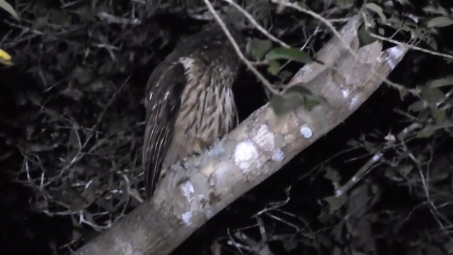 Mottled Owl (Amazonian) - ML200942891