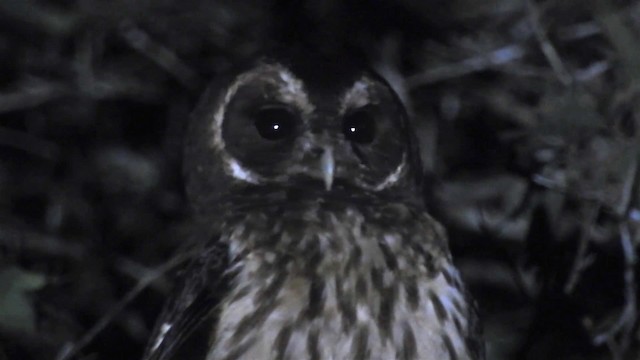 Mottled Owl (Amazonian) - ML200942901