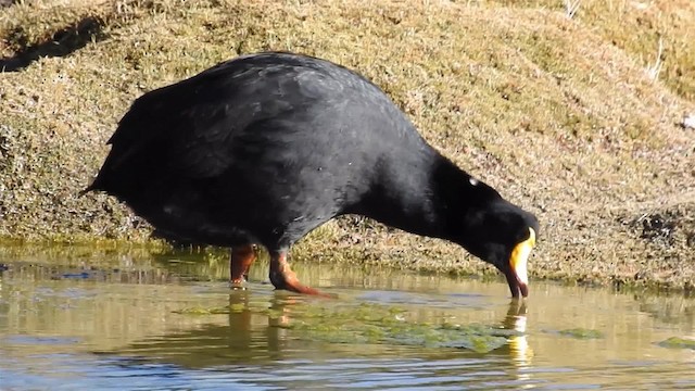Giant Coot - ML200943011