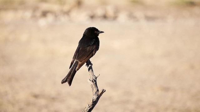 Fork-tailed Drongo (Clancey's) - ML200943621