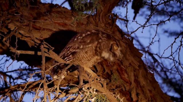 Spotted Eagle-Owl - ML200943791
