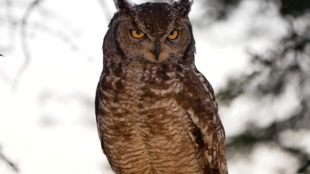 Spotted Eagle-Owl - ML200943801