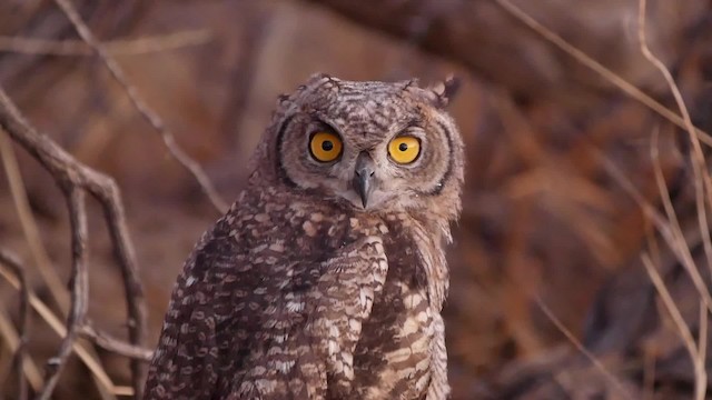Spotted Eagle-Owl - ML200943811
