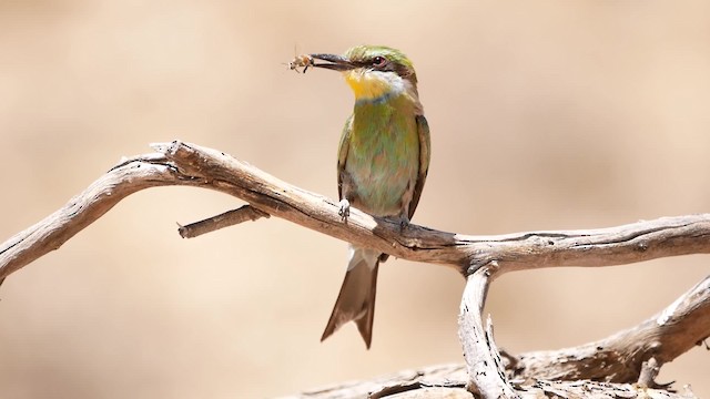 Swallow-tailed Bee-eater - ML200943931