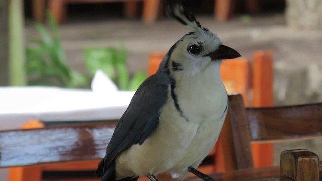 White-throated Magpie-Jay - ML200943981