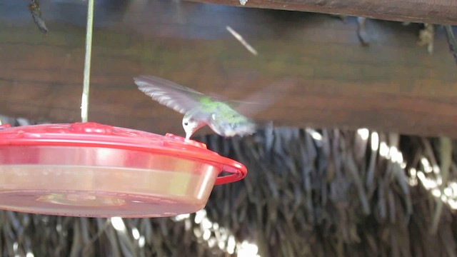 kolibřík širokozobý - ML200944251