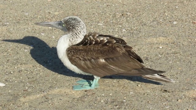 Blue-footed Booby - ML200944281