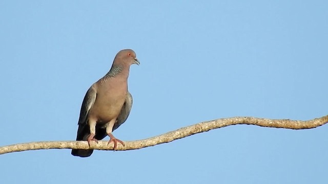 Picazuro Pigeon - ML200944511