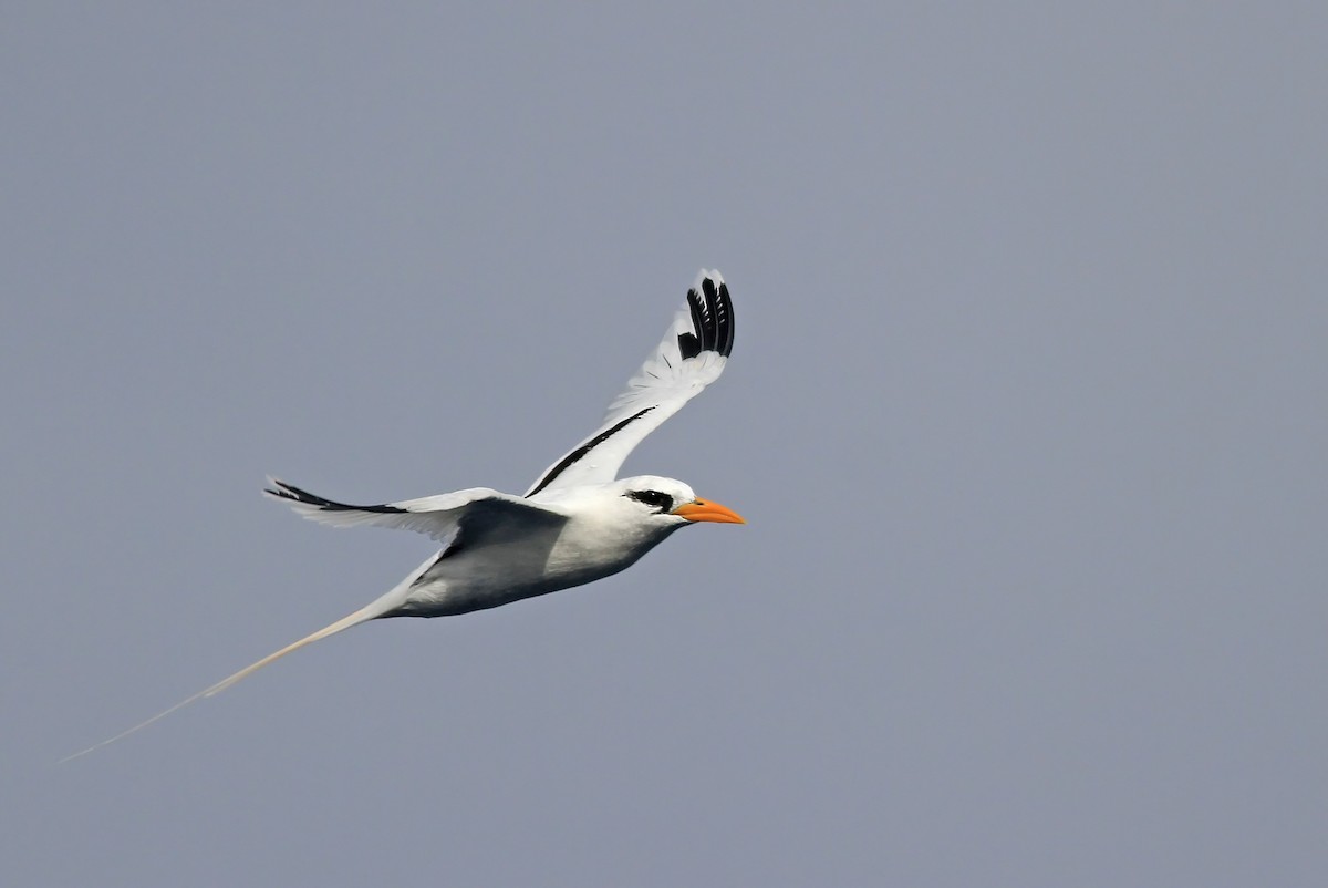 White-tailed Tropicbird - ML20094461