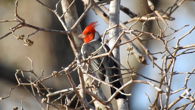 Red-crested Cardinal - ML200944671