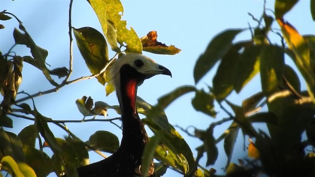 Red-throated Piping-Guan (White-crested) - ML200944701