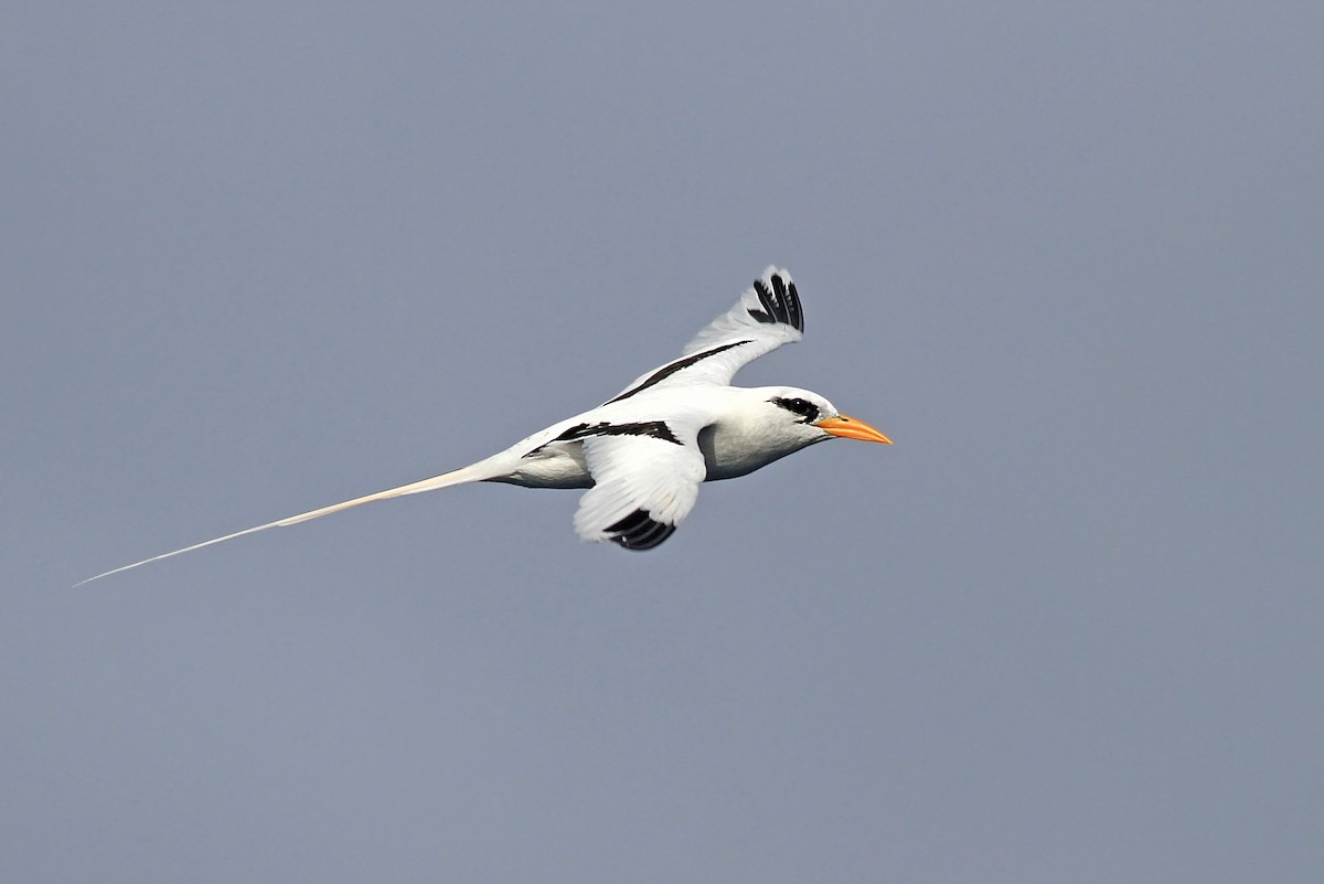White-tailed Tropicbird - ML20094471
