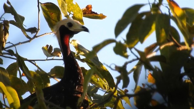 Red-throated Piping-Guan (White-crested) - ML200944771