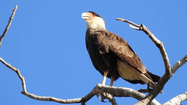 Crested Caracara (Southern) - ML200945021