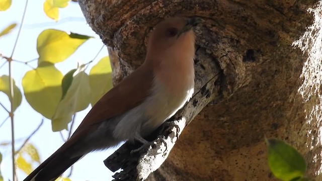 Squirrel Cuckoo (Amazonian) - ML200945051