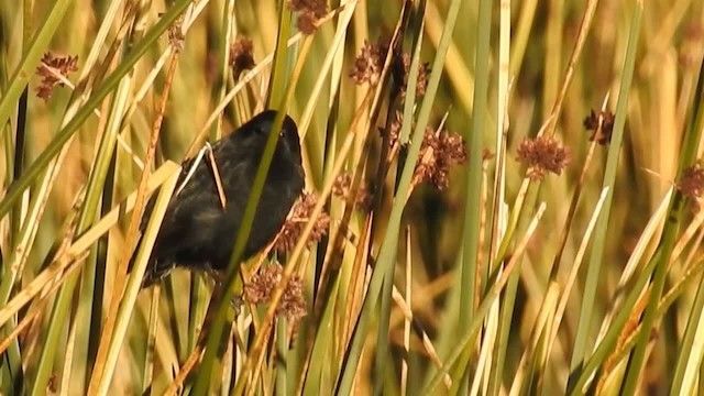 Yellow-winged Blackbird - ML200945411