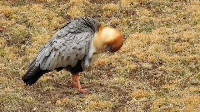 ibis šedokřídlý - ML200945521