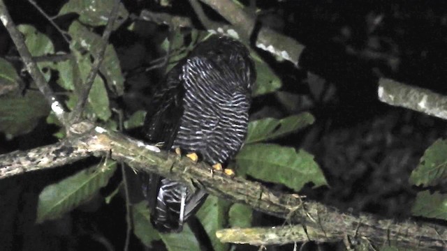 Black-banded Owl - ML200945621
