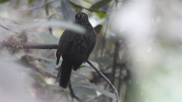 Black-streaked Puffbird - ML200945661