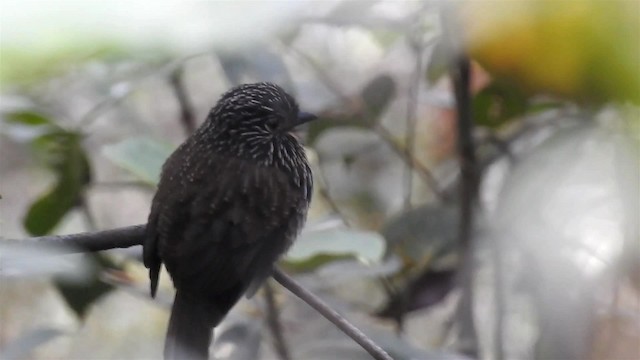 Black-streaked Puffbird - ML200945671