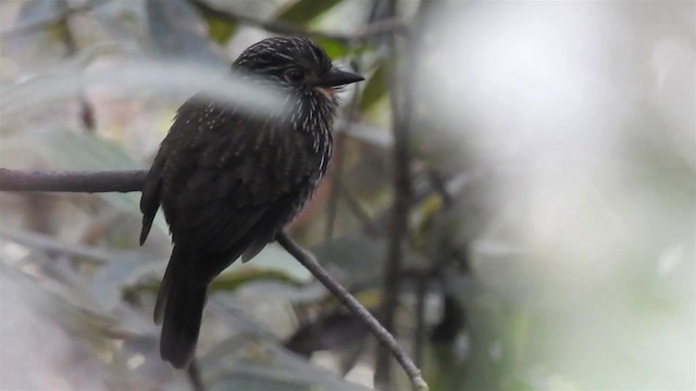 Black-streaked Puffbird - ML200945681