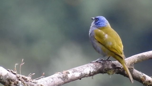 Blue-capped Tanager - ML200945711
