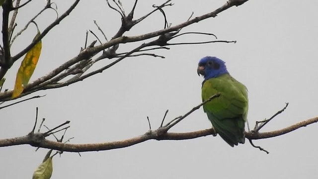Blue-headed Parrot (Blue-headed) - ML200945741