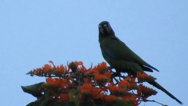 Chestnut-fronted Macaw - ML200945821