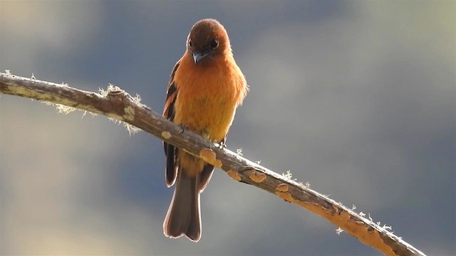 Cinnamon Flycatcher (Andean) - ML200945841