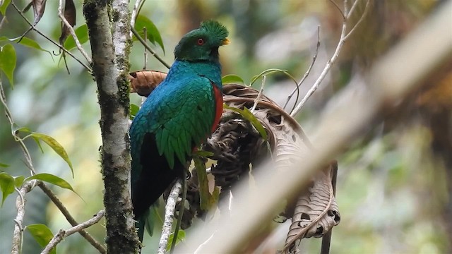 Crested Quetzal - ML200945871