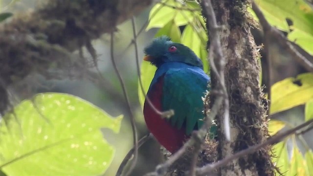 Crested Quetzal Ebird