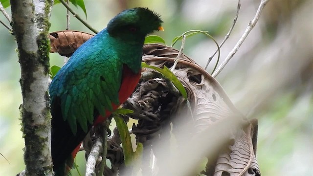 Crested Quetzal - ML200945891
